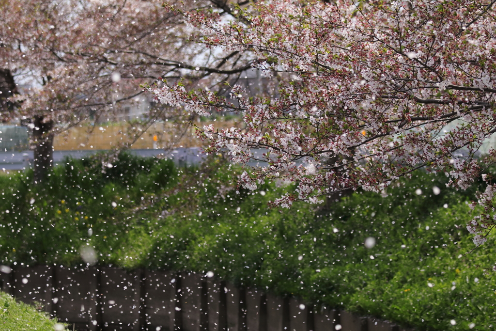 桜吹雪