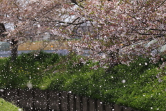 桜吹雪