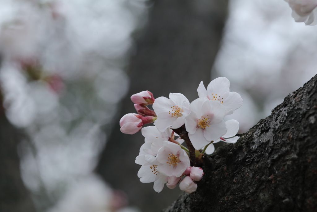 桜＃1