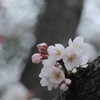 桜＃1