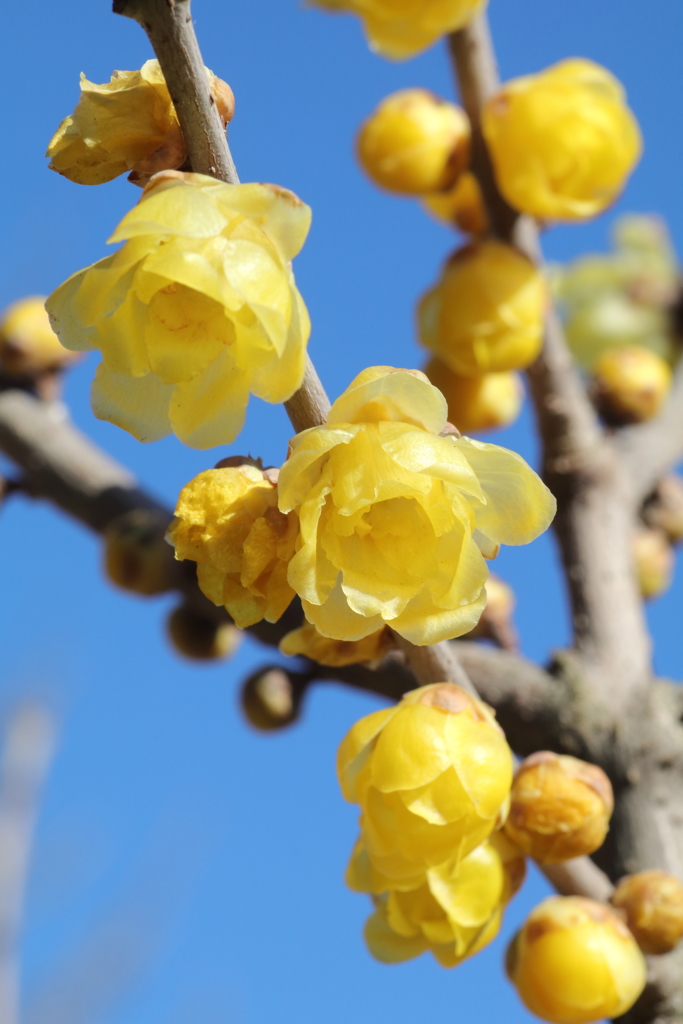 春はこの花から。