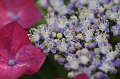 真ん中でも咲いてます。