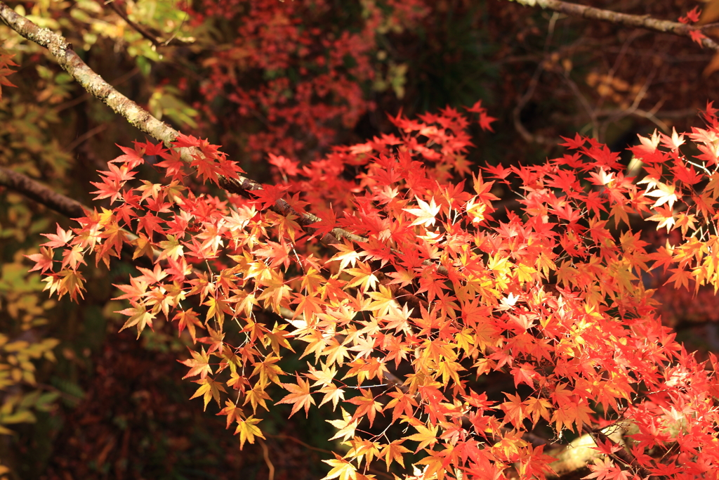 2017紅葉2