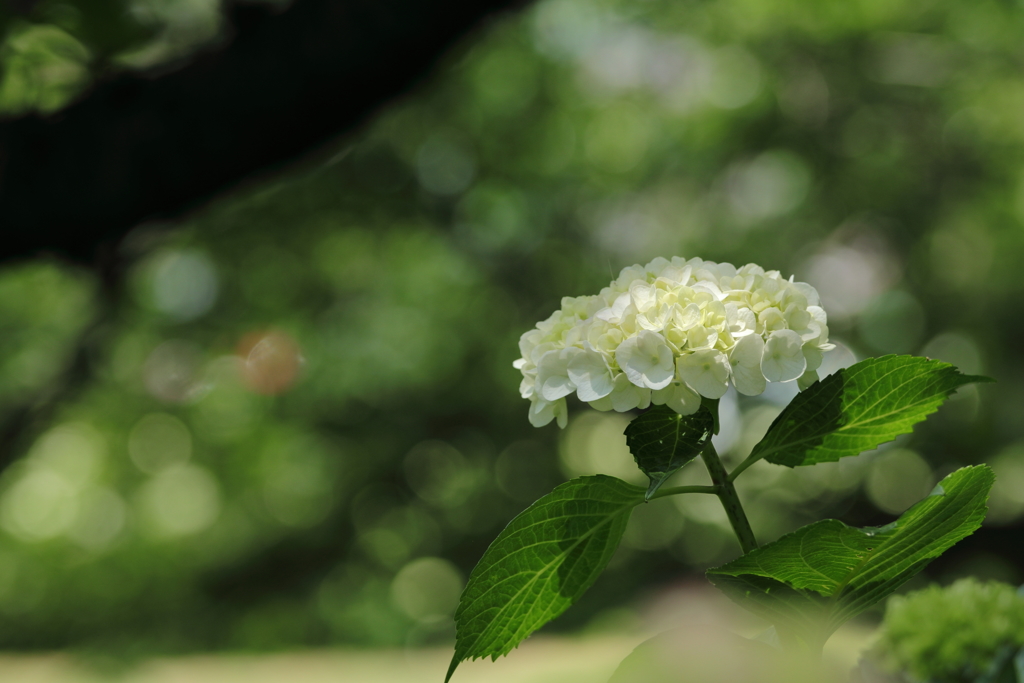 紫陽花-4