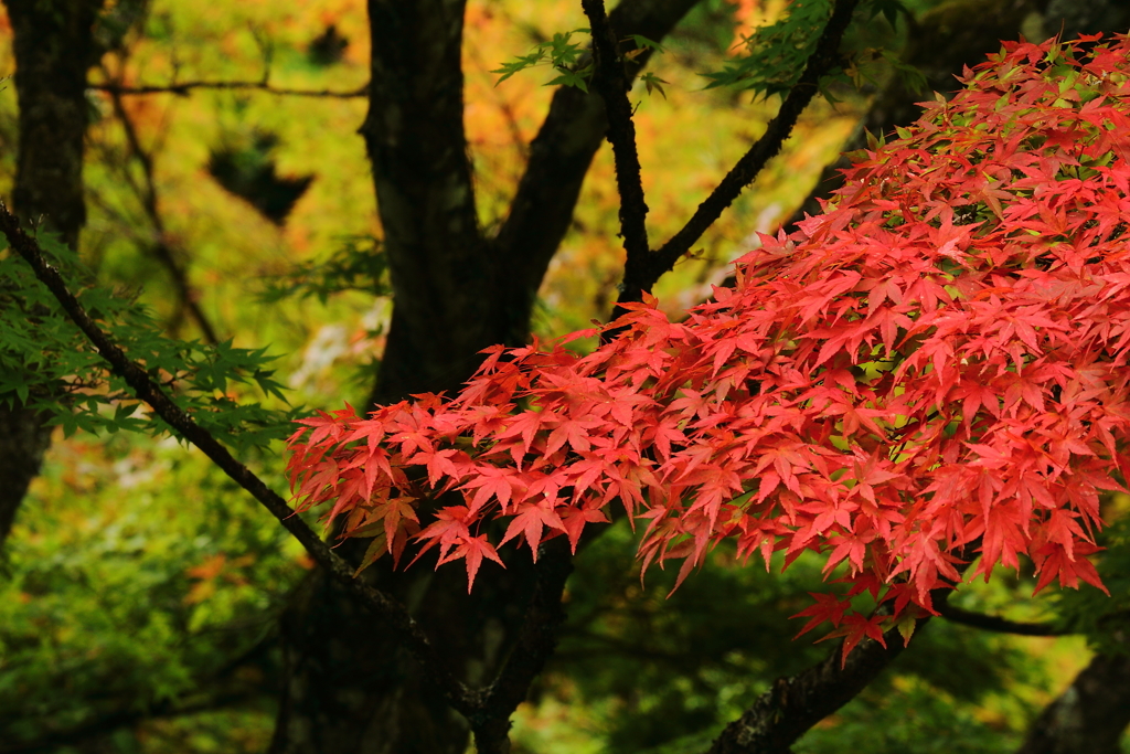 古峰神社の秋2