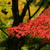 古峰神社の秋2