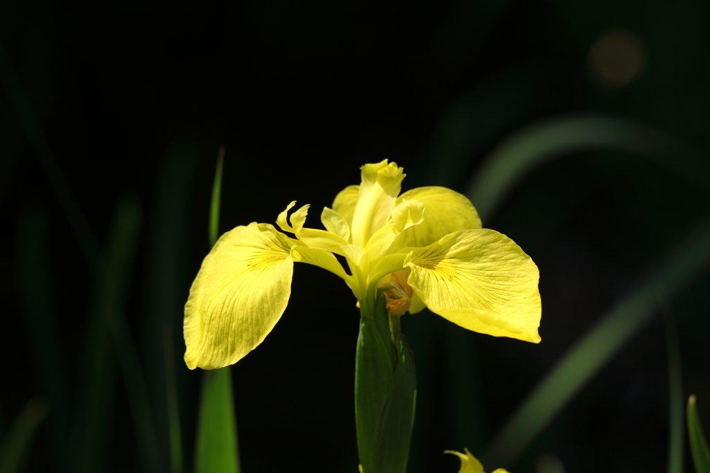 黄菖蒲