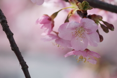 河津桜3