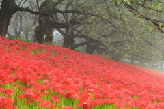朝霧の中の赤い絨毯