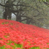 朝霧の中の赤い絨毯