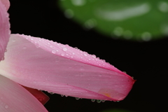 雨上がりに