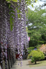 玉敷神社の大藤2