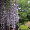 玉敷神社の大藤2