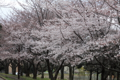 桜＃2