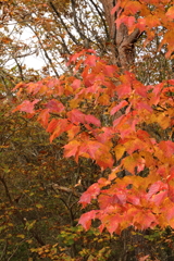 古峰ヶ原の紅葉1