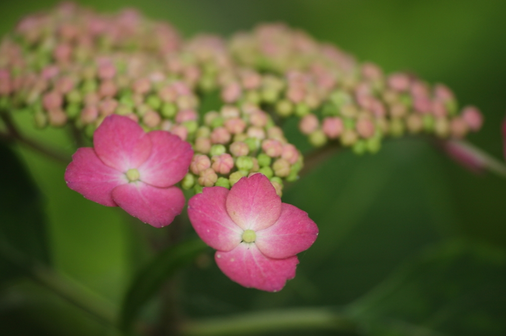 紫陽花