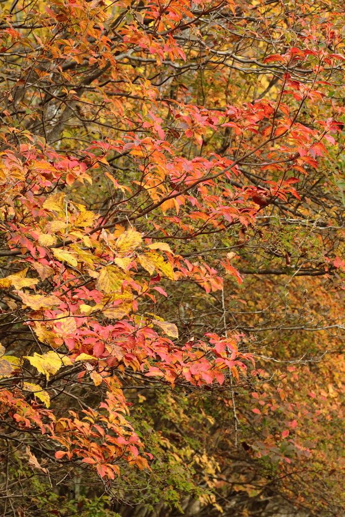 古峰ヶ原の紅葉2