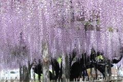 玉敷神社の大藤1