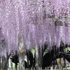 玉敷神社の大藤1