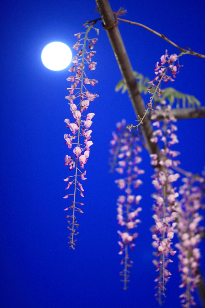 月夜のしだれ藤