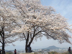 桜に見とれる人！笑