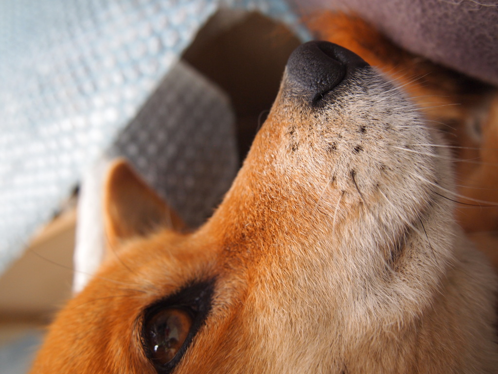 愛犬！