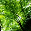 Greenだから