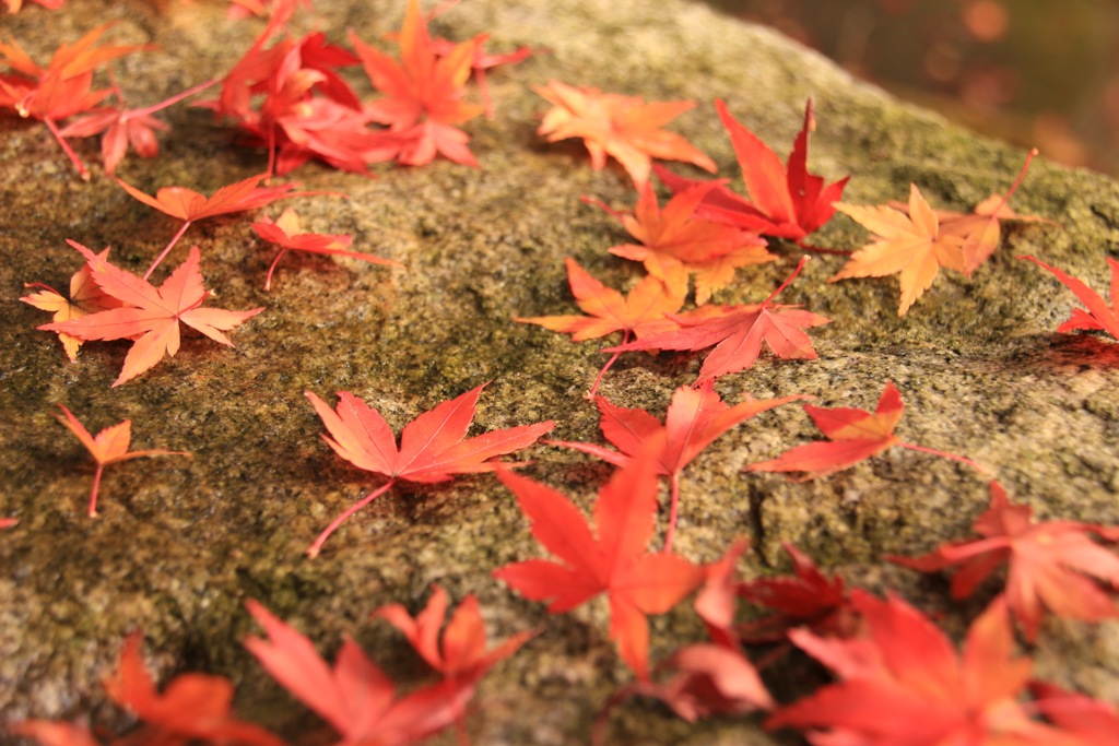 もみじの落ち葉