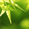 新緑