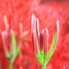 燃える