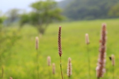 小田代ヶ原にて