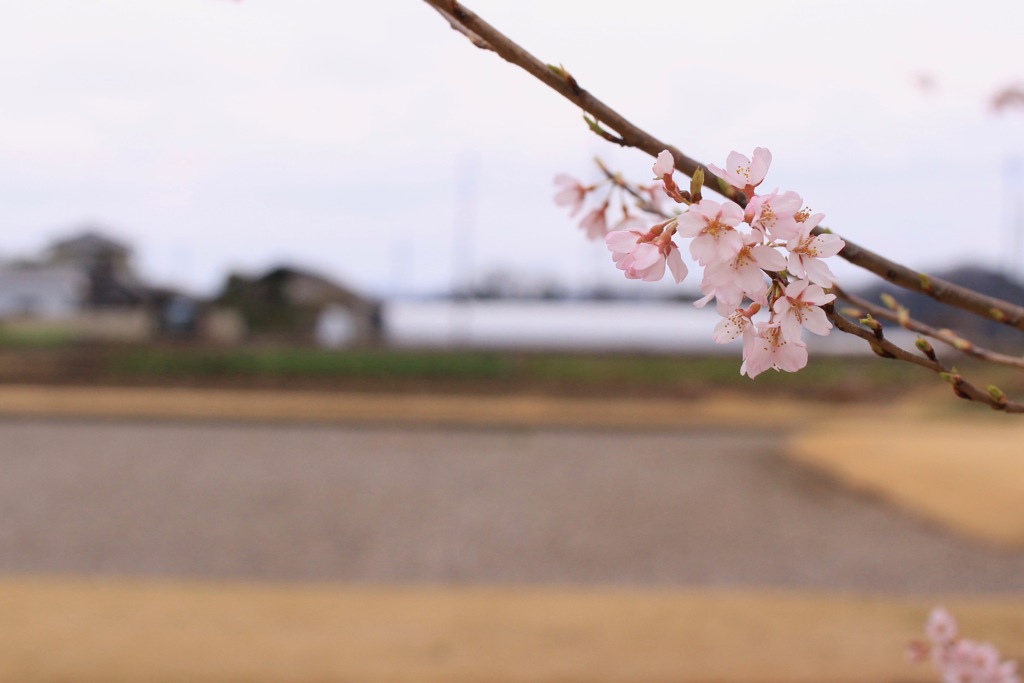 春のひととき