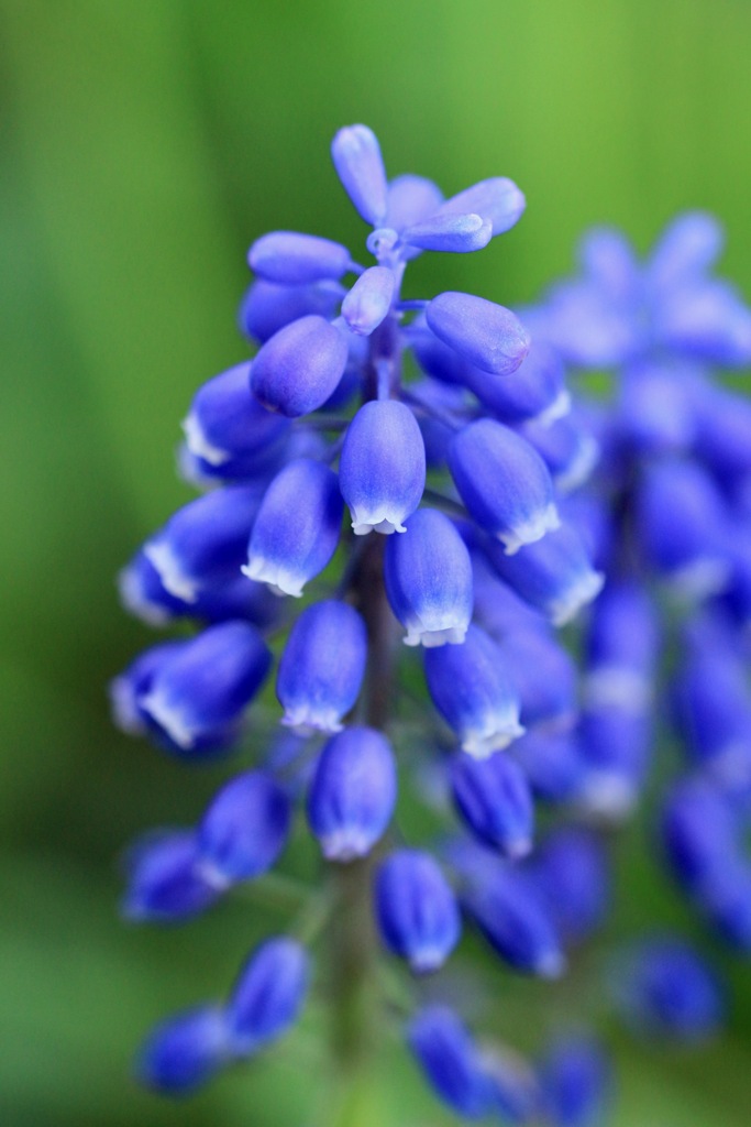 ムスカリ - 我が家の庭の花