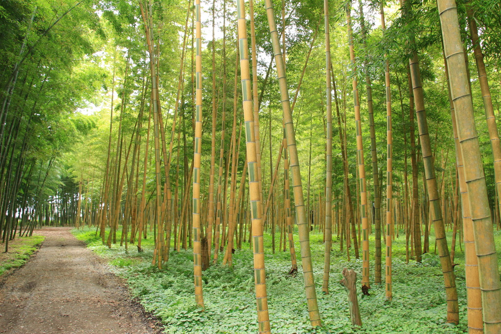 若竹の杜 若山農場 By Gushwell Id 写真共有サイト Photohito