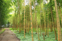 若竹の杜 若山農場