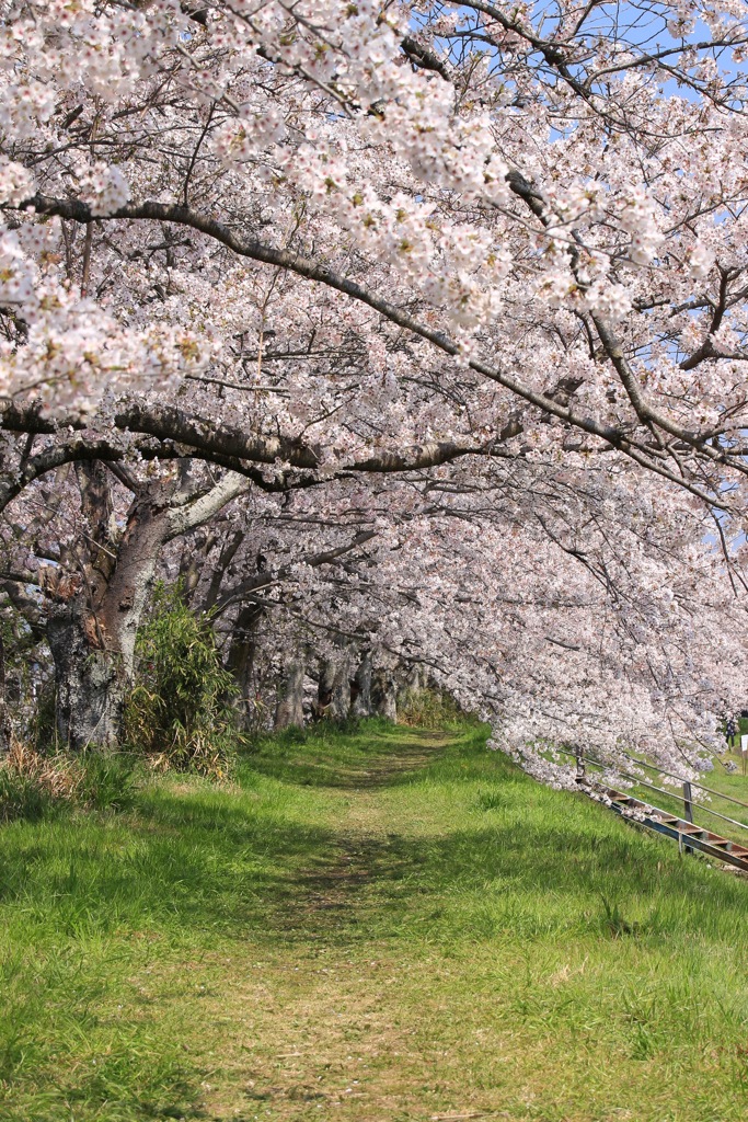 桜のトンネル