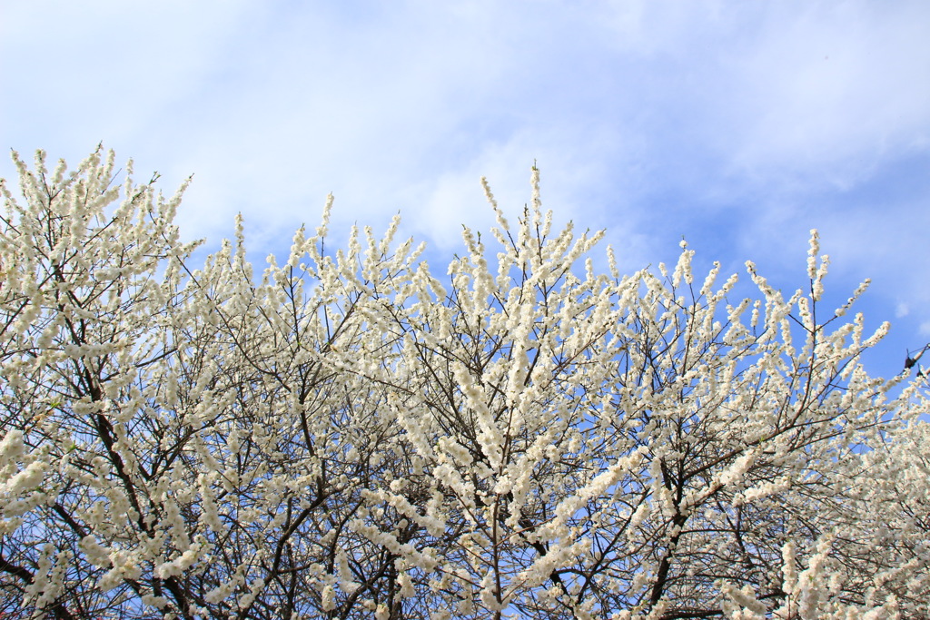 雪のような花もも