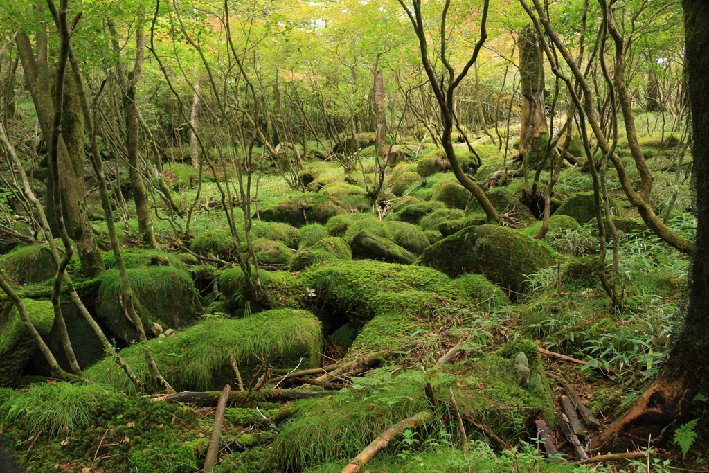 苔むす森