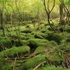 苔むす森