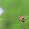 つぼみ