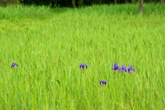 カキツバタ