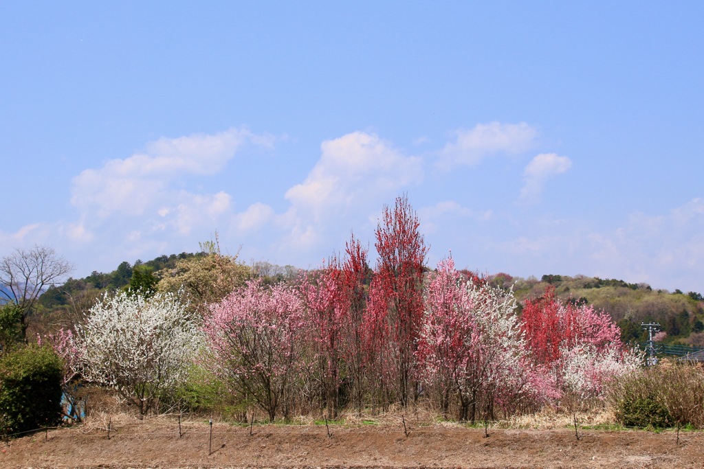 花桃