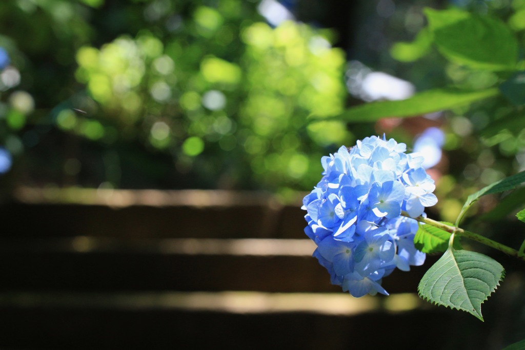 磯山神社の紫陽花(3)