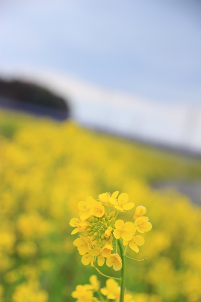 菜の花