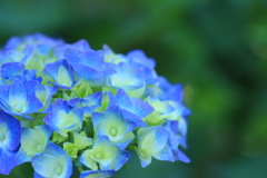 磯山神社の紫陽花(4)