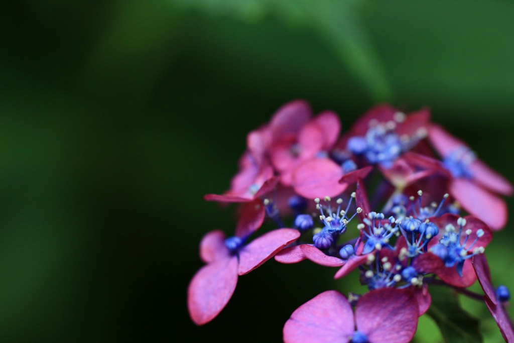 紫陽花