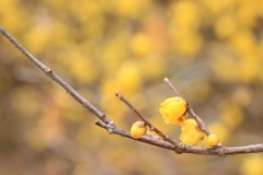 蝋梅の花