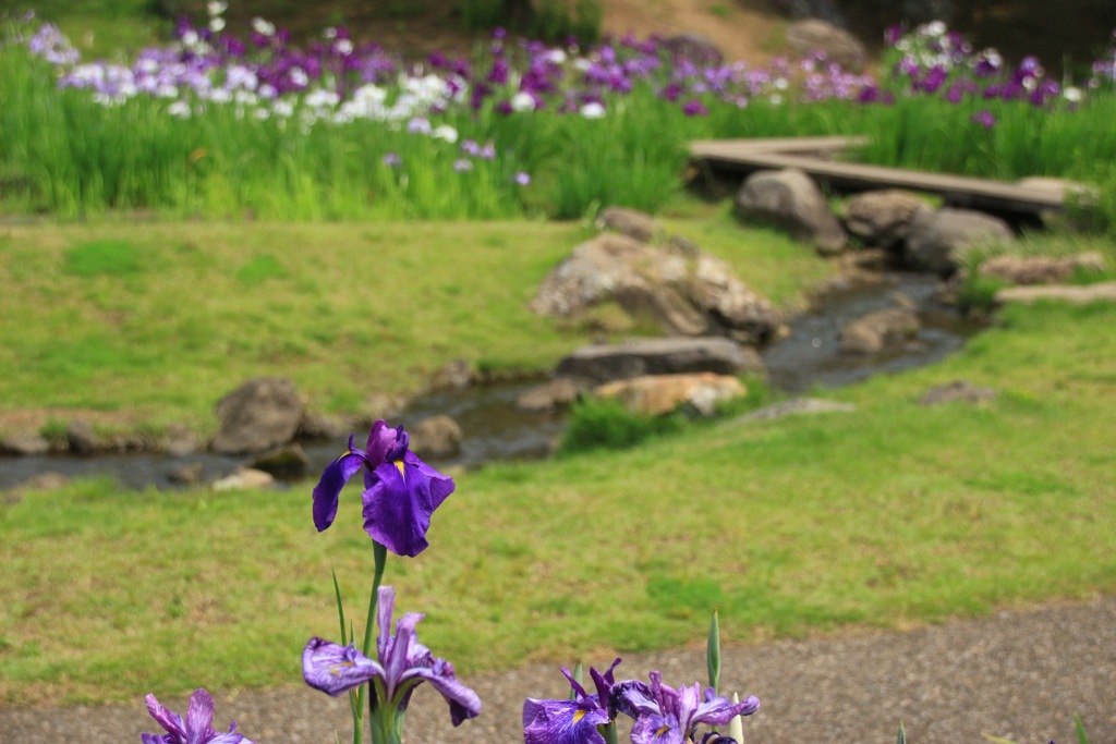 花しょうぶ