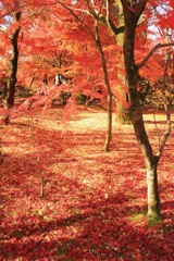 京都　永観堂の紅葉