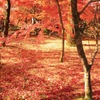 京都　永観堂の紅葉